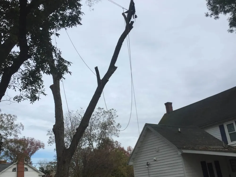 Climber pruning a large limb above a home with rigging ropes