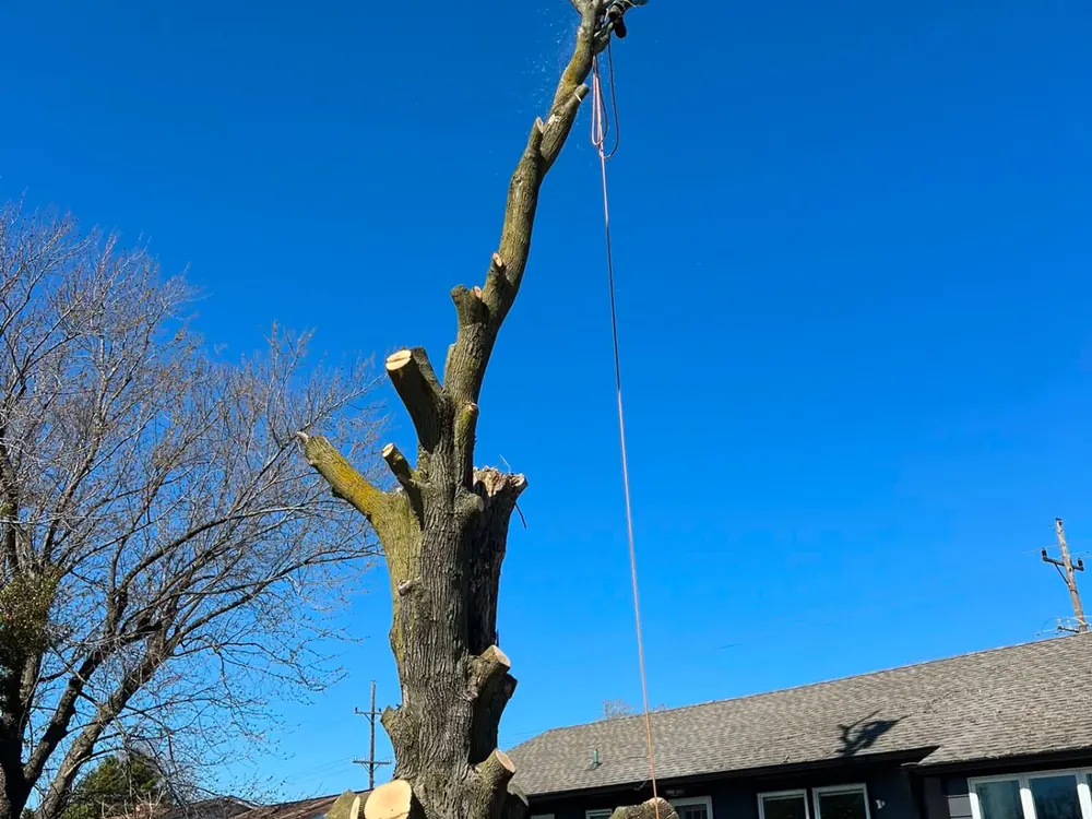 Climber taking down a large tree section by section next to a house